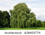 Weeping Willow Tree Also Known...
