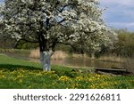 A large old pear tree blossoms in a spring meadow opposite the river. Beautiful Blossoming of Pear tree against blue sky. High quality photo