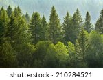 Forrest of green pine trees on...