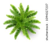 top view of fern in a pot.... | Shutterstock .eps vector #1094327237