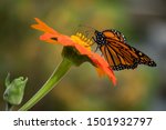 Monarch Butterfly Pollinating...
