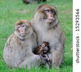 Barbary Macaque Monkey.