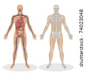 Illustration Of Human Anatomy...