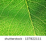 Green Leaf Texture. Macro Image ...