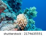 Colorful Coral Reef At The...