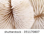 Background Of Seashells Of...