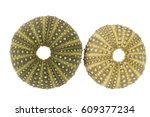Sea Shells Of  Green Sea Urchin ...