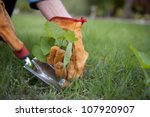Detail image of Garden work, pulling out weeds, with lush green lawn and blurred background as copy space.