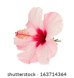 Pink Hibiscus Flower Isolated...