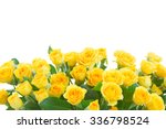 border  of yellow roses  isolated on white background