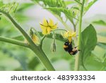 Bumblebee Pollination Making A...