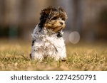Photo baby Yorkshire Biewer Terrier