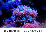 Small photo of Duncanopsammia is a large polyp stony (LPS) coral - Duncanopsammia axifuga
