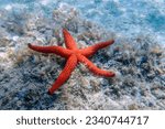 Echinaster sepositus   red sea...