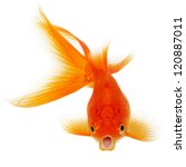 Orange Gold Fish Isolated On...