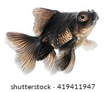 Black Gold Fish Isolated On...