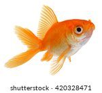 Orange Gold Fish Isolated On...