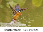 Common Kingfisher Catch Fish In ...