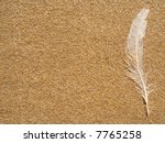 Seagull Feather Cast On Sand