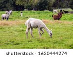 Small photo of Animal breeding farm for wool and meat. Herd of multi-colored lamas after a haircut is grazed on a green lawn. The concept of exotic, ecological and photo tourism