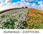 Gorgeous white and yellow flowers. Blue sky and fluffy clouds. Israel, spring sunny day. The fields of garden buttercups are ready for harvest. Spring came. Photo taken with a fisheye lens