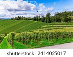 The ancient culture of winemaking. Germany. The Rhine vineyards near Kappelrodeck.  Perfectly even rows of grape bushes are picturesquely illuminated by the autumn sun. 