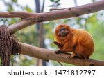 Small Orange Titi Monkey...