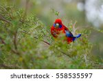 Parrot Crimson Rosella On A Tree