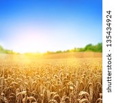 A Wheat Field  Fresh Crop Of...