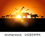 Sunset Safari   Wildlife...