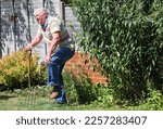 Small photo of Elderly or senior gardener in pain with his left knee. Either an injury or arthritis.