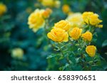 Beautiful bush of yellow roses...