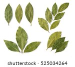 set of Dried bay leaves isolated on white 