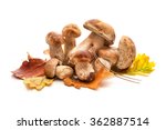 Boletus Mushrooms With Autumnal ...