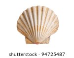 Scallops Sea Shell  See...