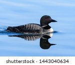 Common Loon With Reflection...
