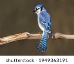  Blue Jay Portrait in Early Spring on Brown Background