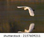 Great Egret Flying Over Pond...