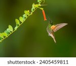 Small photo of Buff-tailed Coronet in flight collecting nectar from orange flower on green background