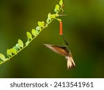 Small photo of Buff-tailed Coronet in flight collecting nectar from red flower on green background