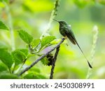 Peruvian booted racket tail on...