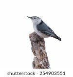 White Breasted Nuthatch In...