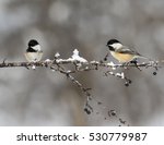 Two Black Capped Chickadees In...