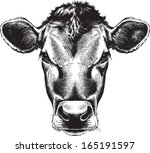 Black And White Sketch Of A Cow'...