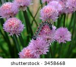 Caterpillar On Chive Flowers ...