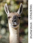 Llama  South American Camelid ...