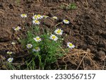 (Matricaria recutita), Ukrainian steppe, Flowering plants 
