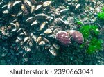 Small photo of Marine invasive species Veined whelk (Rapana venosa), the mollusk slowly climbs out of the cow and turns it over. Black Sea