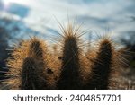 Small photo of Nichol's hedgehog cactus, golden hedgehog cactus (Echinocereus nicholii), Desert landscape with cacti, Arizona, USA