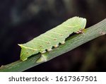 Poplar Hawk-moth Laothoe populi

caterpillar. The very large larva sitting on a twig. 